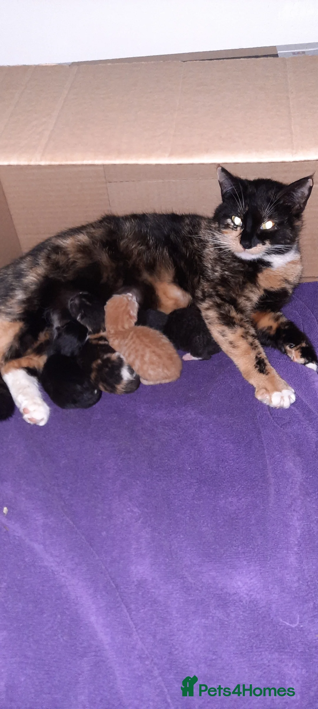 Mixed Breed cats for sale: 4 female kittens  in Corby - Advert 1