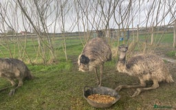 Mixed Breed birds for sale: Emu trio - Image 3