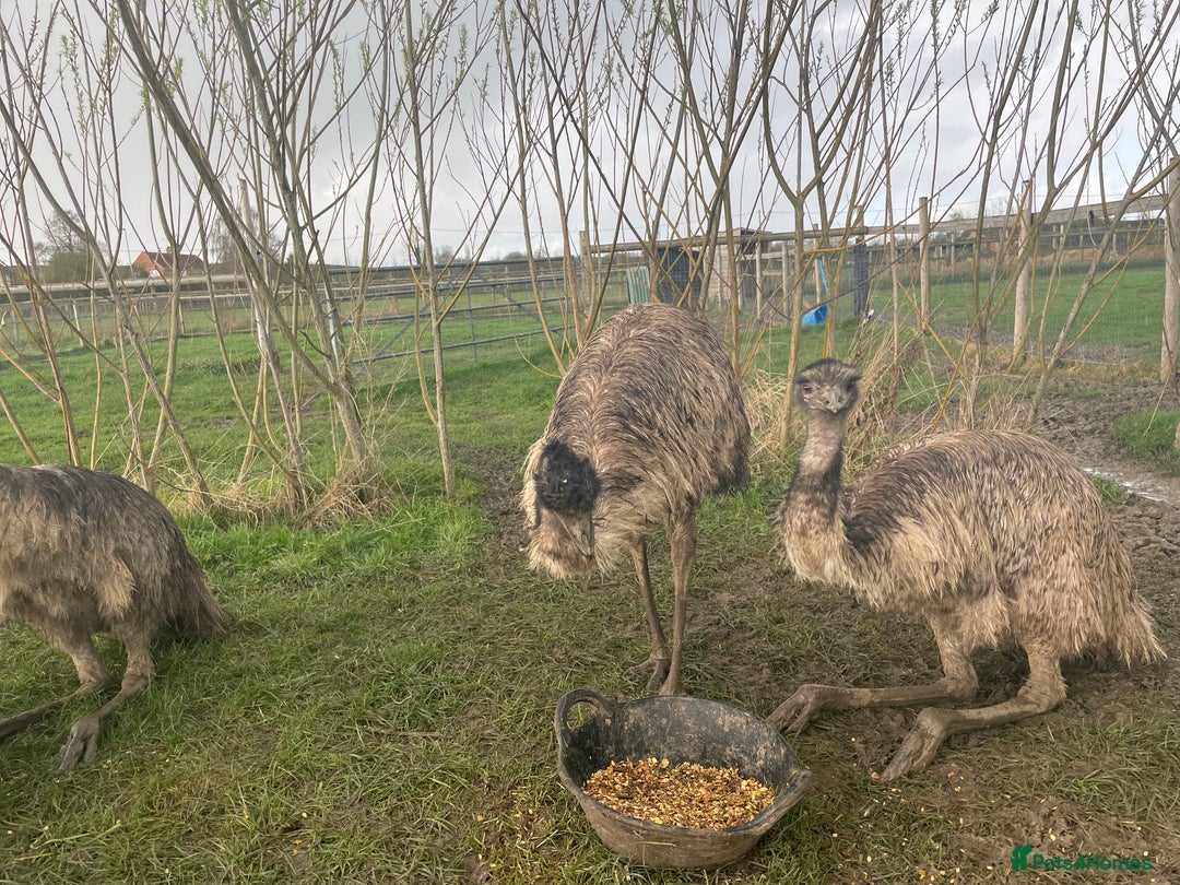 Mixed Breed birds for sale: Emu trio - Image 3