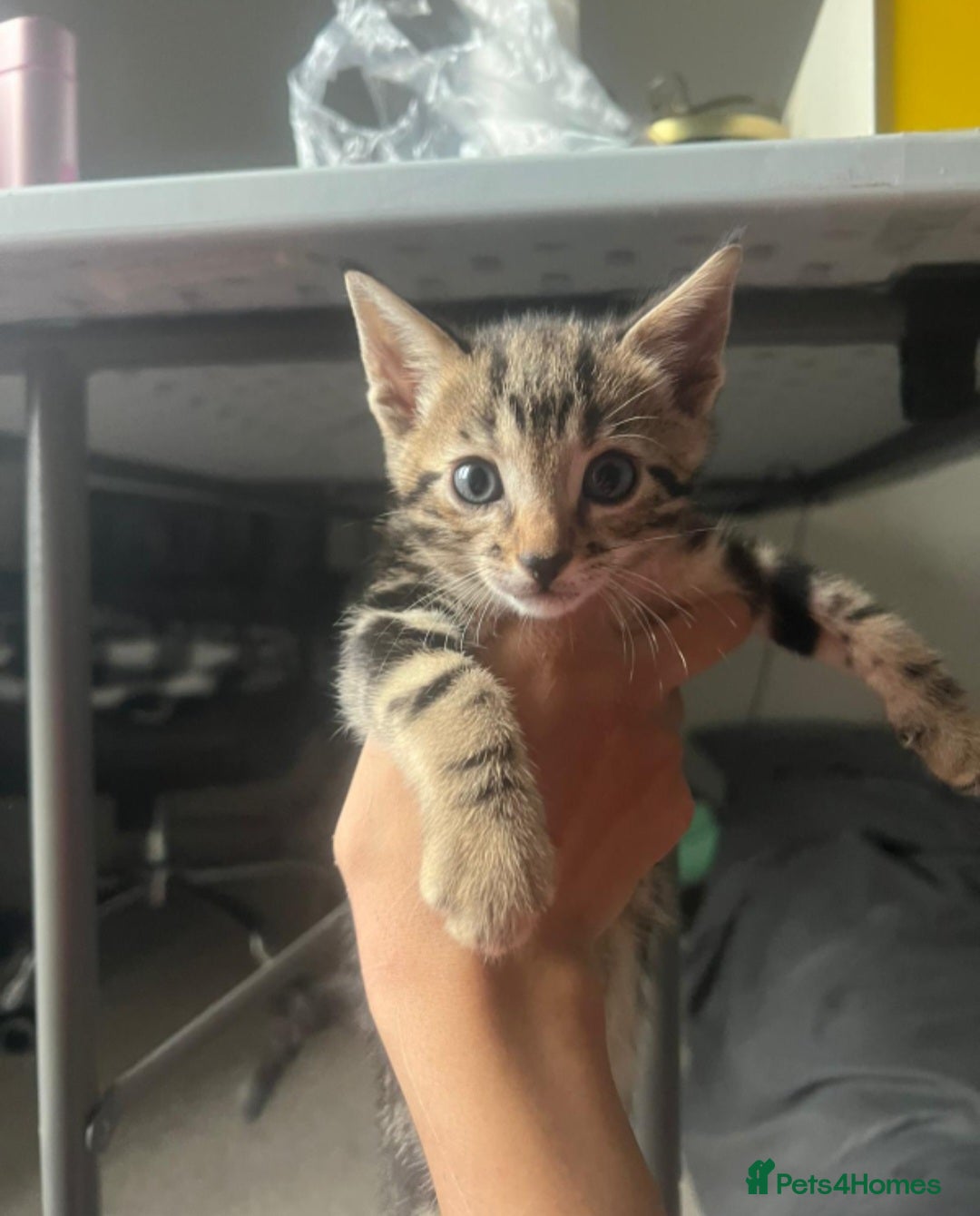Bengal cats for sale: Stunning bengal-cross kittens for sale! - Advert 2