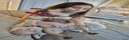 French Bulldog dogs for sale: KC registered miniature size French Bulldog Bitch - Advert 11