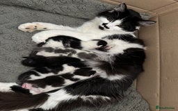 Mixed Breed cats for sale: Black & White Kittens for sale - Image 1