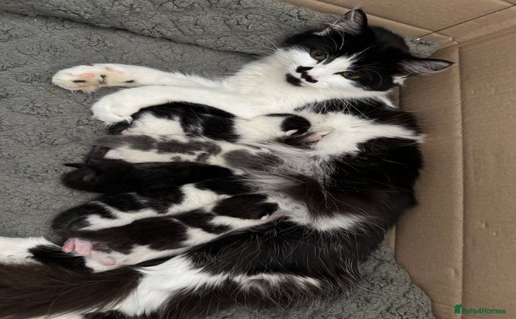 Mixed Breed cats - Advert 5