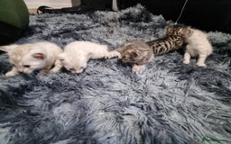 Bengal cats for sale: 🤩RARE BLUE BENGAL🤩SNOW LYNX🤩 BROWN🤩 - Image 2
