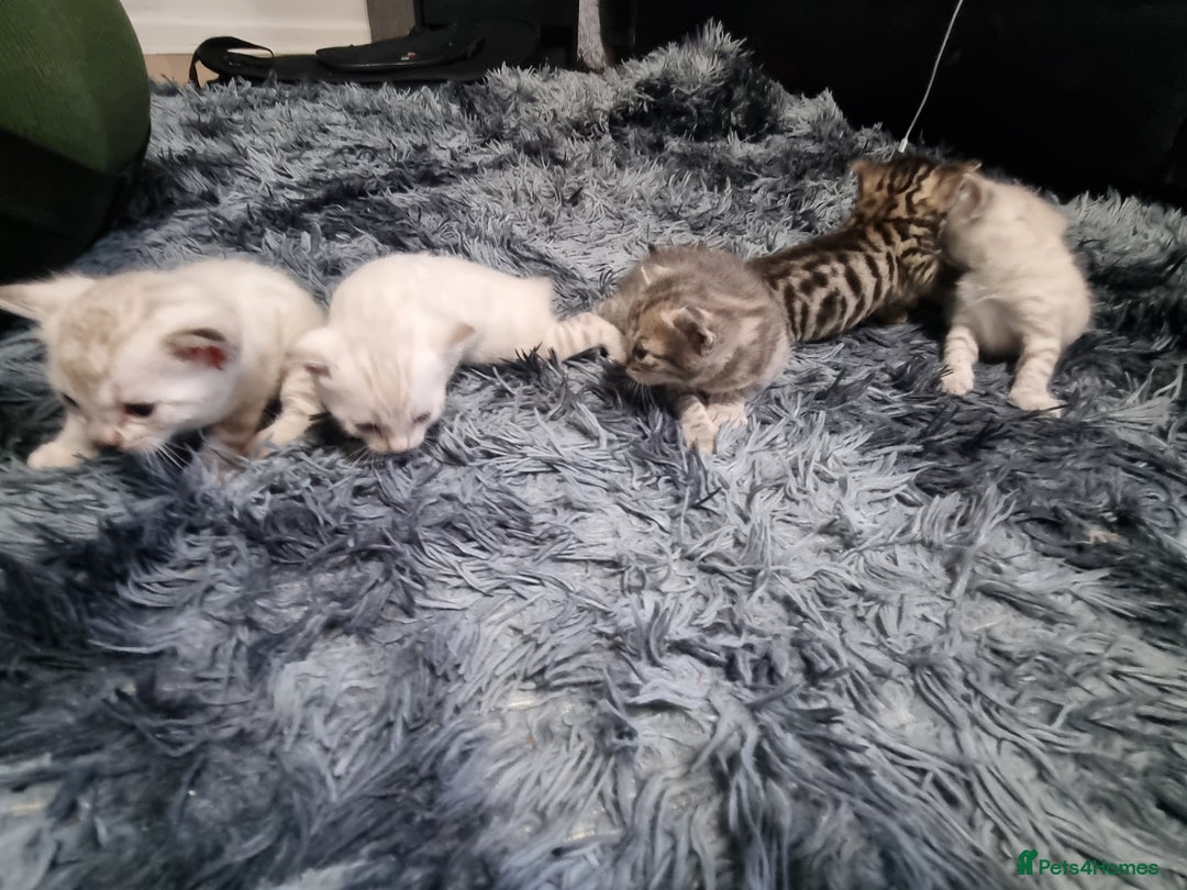 Bengal cats for sale: 🤩RARE BLUE BENGAL🤩SNOW LYNX🤩 BROWN🤩 - Image 2