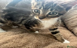 Mixed Breed cats for sale: Super friendly kittens ready now  - Image 13