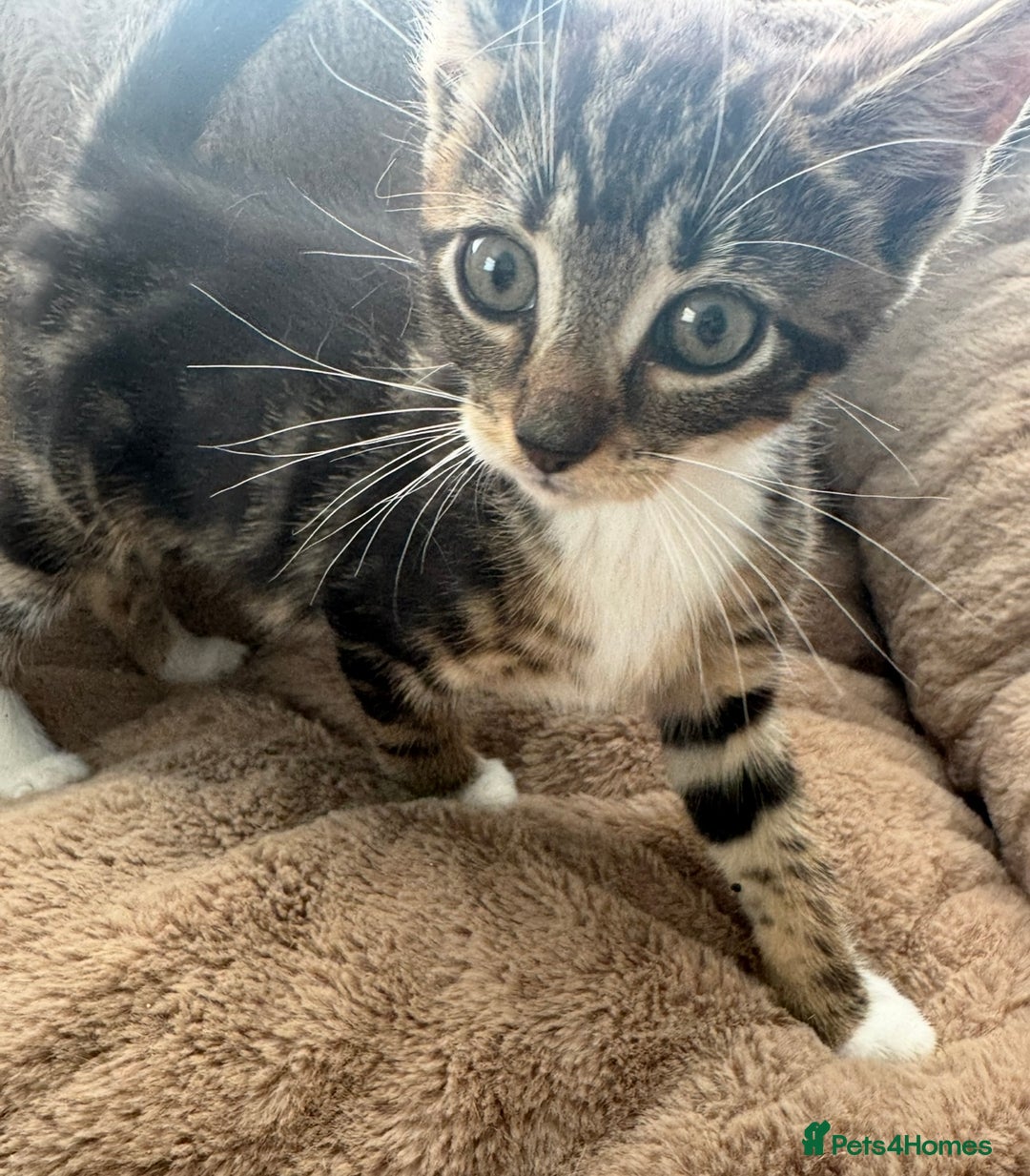 Mixed Breed cats for sale: Super friendly kittens ready now  - Image 13