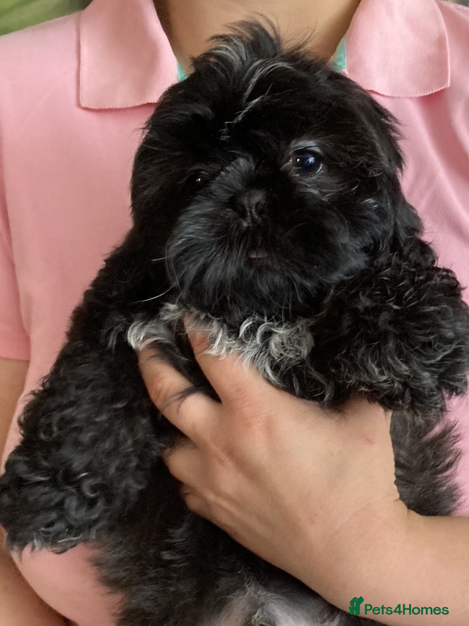 Shih Tzu dogs Outstanding Shih Tzu Puppies - Advert 1