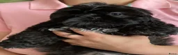 Shih Tzu dogs for sale: Outstanding Shih Tzu Puppies in Boston - Advert 4