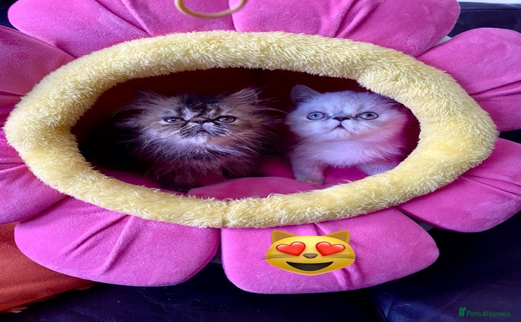 Exotic cats - Advert 1