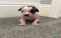 Chinese Crested dogs for sale: HHL Chinese Cresteds  - Image 4