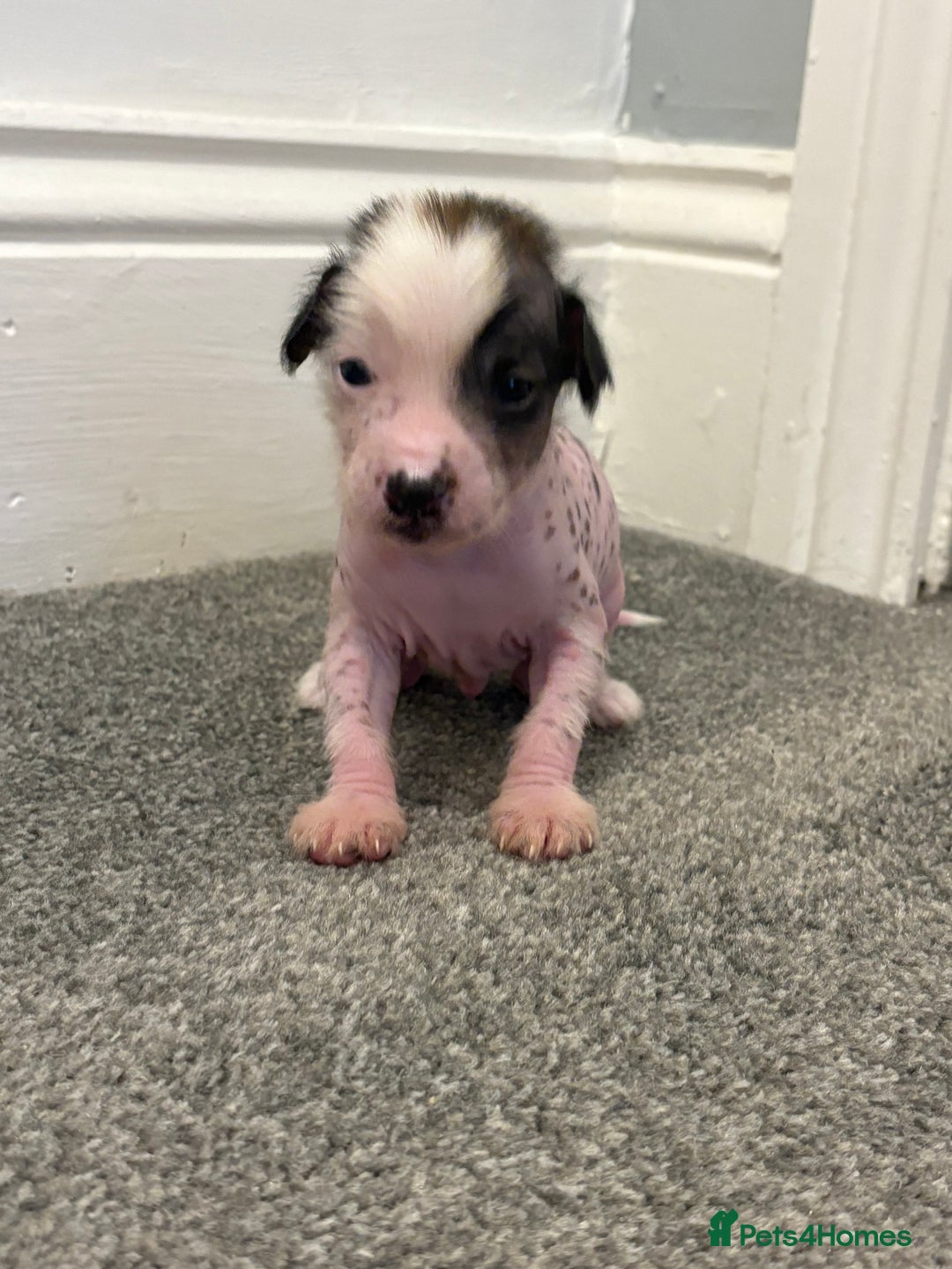 Chinese Crested dogs for sale: HHL Chinese Cresteds  - Image 4