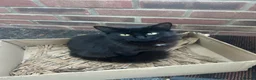 Mixed Breed cats for sale: 3 little beauties ready for their forever homes - Advert 1