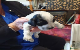 Cocker Spaniel dogs for sale: Cocker Spaniel Puppies - Image 5