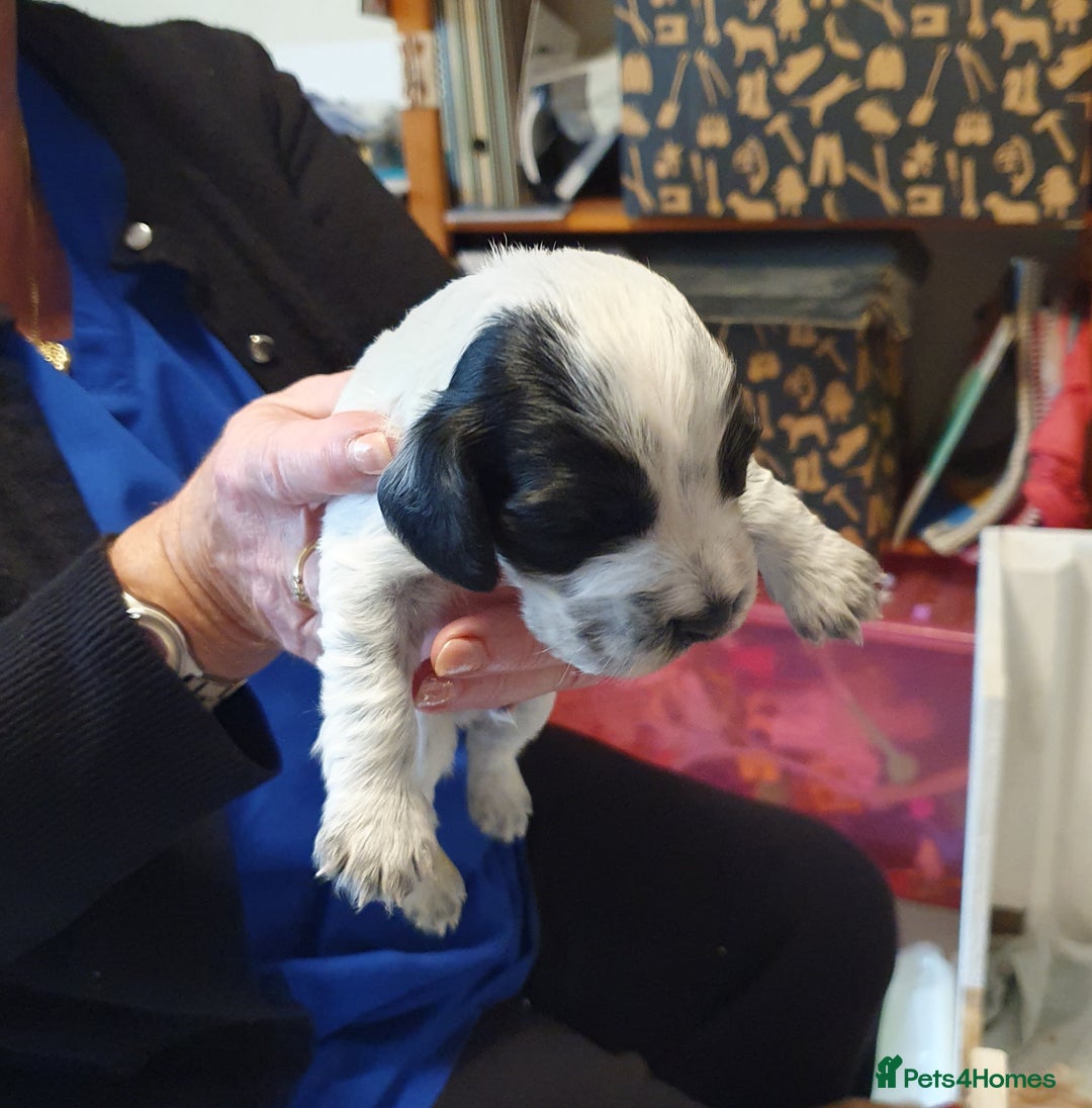 Cocker Spaniel dogs for sale: Cocker Spaniel Puppies - Image 5