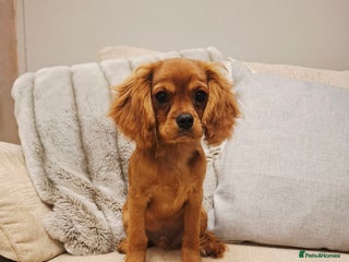 Cavalier King Charles Spaniel dogs - Advert 15