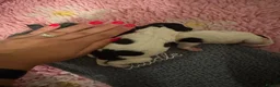 English Springer Spaniel dogs for sale: KC Registered Spring Spaniels - Advert 18