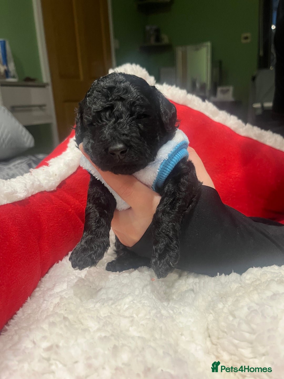 Miniature Poodle dogs for sale: miniature poodles  - Advert 3