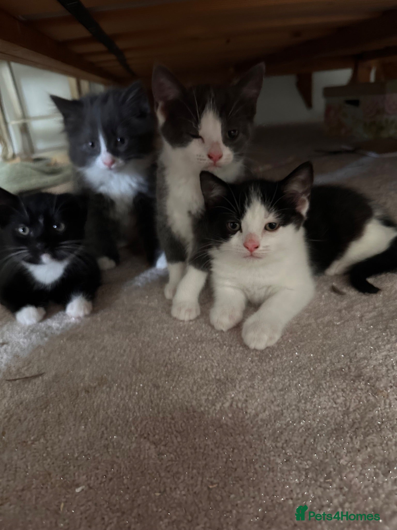 Mixed Breed cats Mixed cow-cat x maine coon - Advert 4