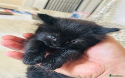 Turkish Angora cats for sale: Tabby/turkish angora kittens  - Image 2