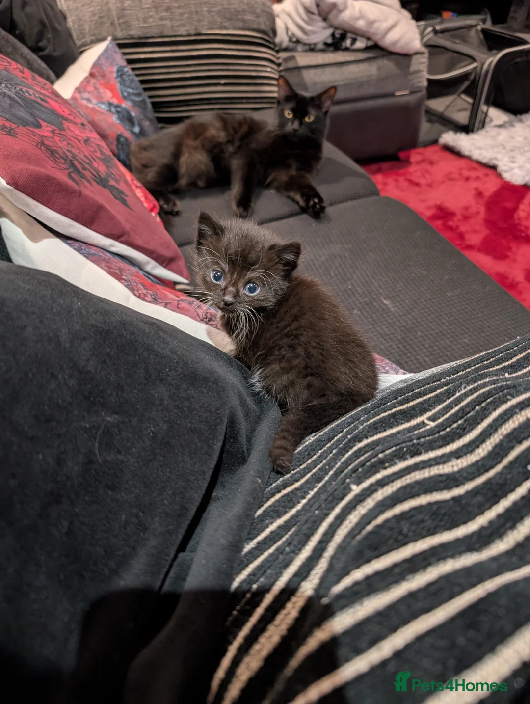 Mixed Breed cats for sale: Three Black and White Kittens - Advert 3