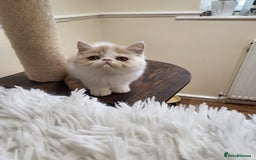 Exotic cats for sale: Registered Brothers  - Image 23