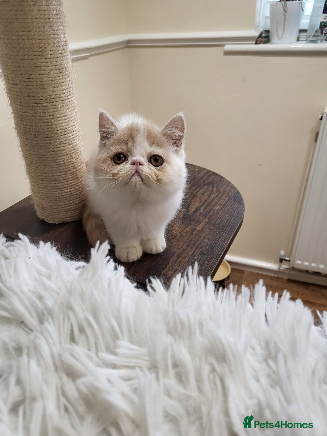 Exotic cats for sale: Registered Brothers  - Image 23