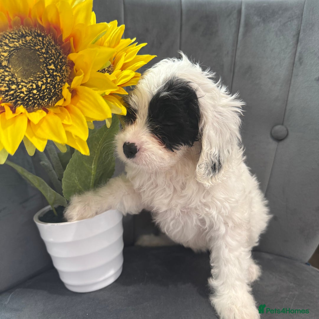Cavapoo dogs for sale: LAST LITTER OF THESE UNIQUE PUPPIES - Image 5