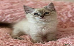 Ragdoll cats for sale: 2 LYNX RAGDOLLS NOW REDUCED - Image 6