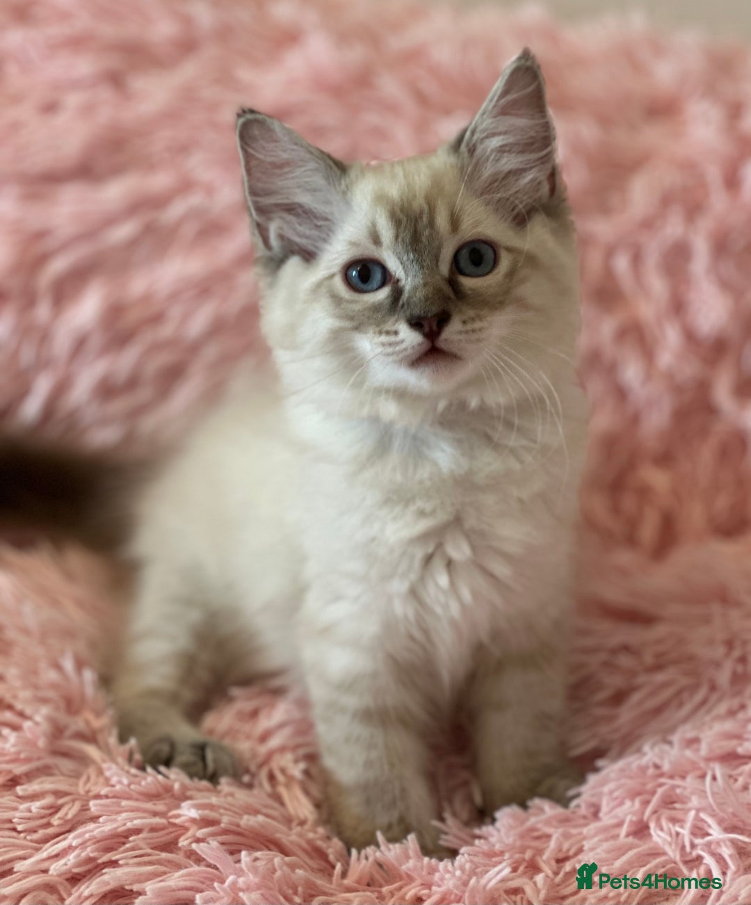Ragdoll cats for sale: 2 LYNX RAGDOLLS NOW REDUCED - Image 6