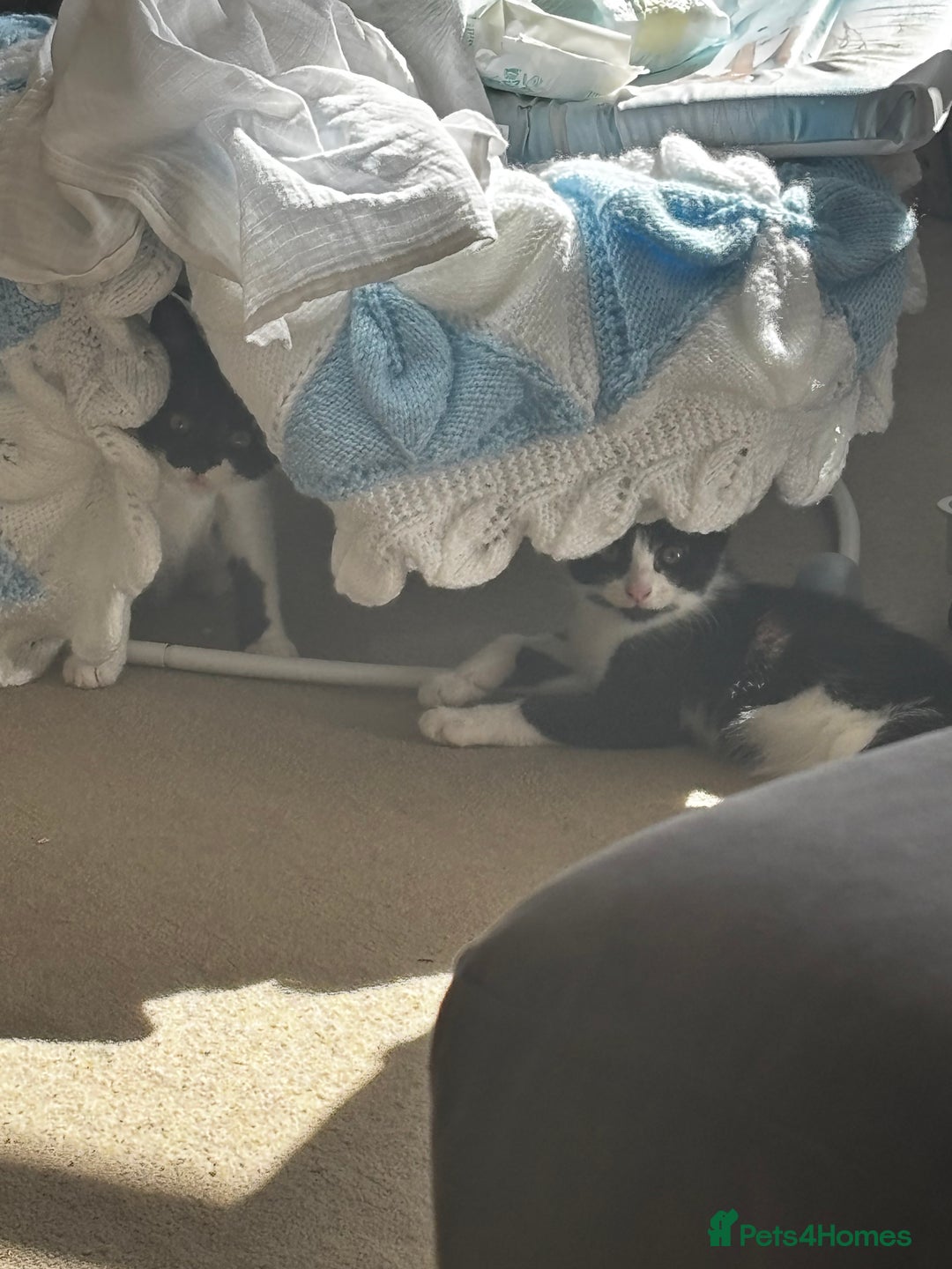 Mixed Breed cats for sale: Lovely fluffy tuxedo sisters - Image 4