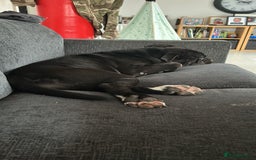 Mixed Breed dogs for sale: Bleu looking for new home - Image 1