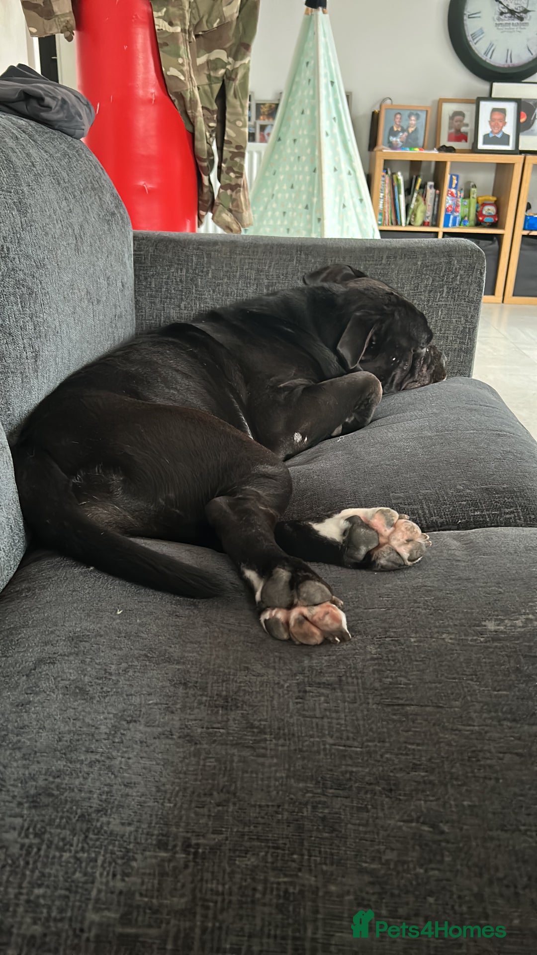 Mixed Breed dogs for sale: Bleu looking for new home - Image 1