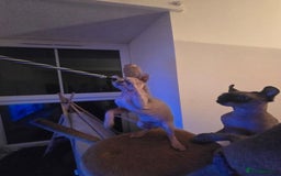 Sphynx cats for sale: Elf sphynx - Image 16