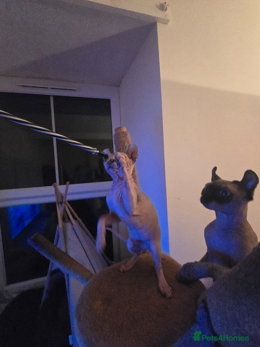 Sphynx cats for sale: Elf sphynx - Image 16