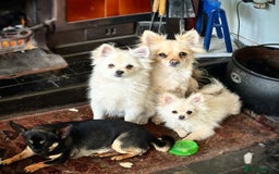 Pomchi dogs for sale: Prince  - Image 5