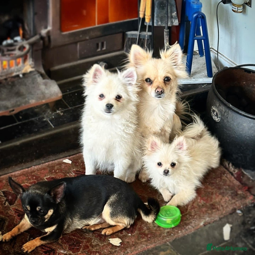 Pomchi dogs for sale: Prince  - Image 5