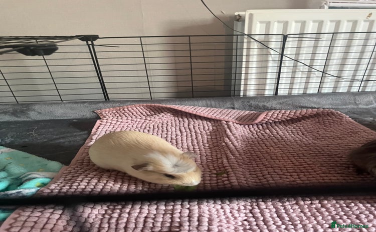 Guinea Pig rodents - Advert 11