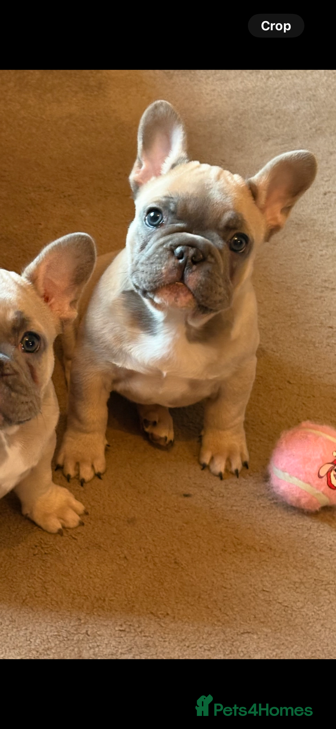 French Bulldog dogs for sale: French Bulldog Puppy  - Advert 9