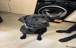 Mixed Breed dogs for sale: Cane corsa cross rottweiler  - Image 4
