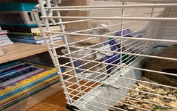 Guinea Pig rodents for sale: 2 baby 12 week male Guinea Pigs + Cage - Image 8