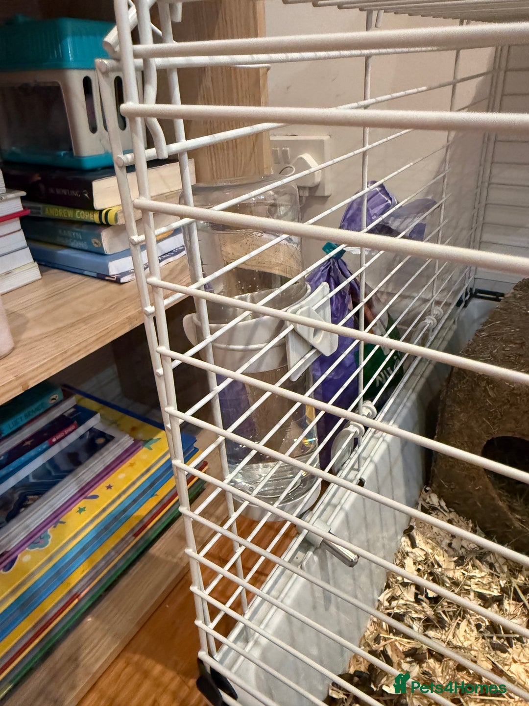 Guinea Pig rodents for sale: 2 baby 12 week male Guinea Pigs + Cage - Image 8