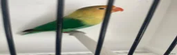 Lovebirds birds for sale: Lovebirds pale fallows - Advert 7