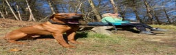 Rhodesian Ridgeback dogs for stud: Proven KC Reg Fully Health Tested RR for Stud in Bolton - Advert 7