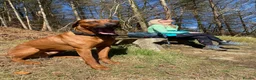 Rhodesian Ridgeback dogs for stud: Proven KC Reg Fully Health Tested RR for Stud in Bolton - Advert 8