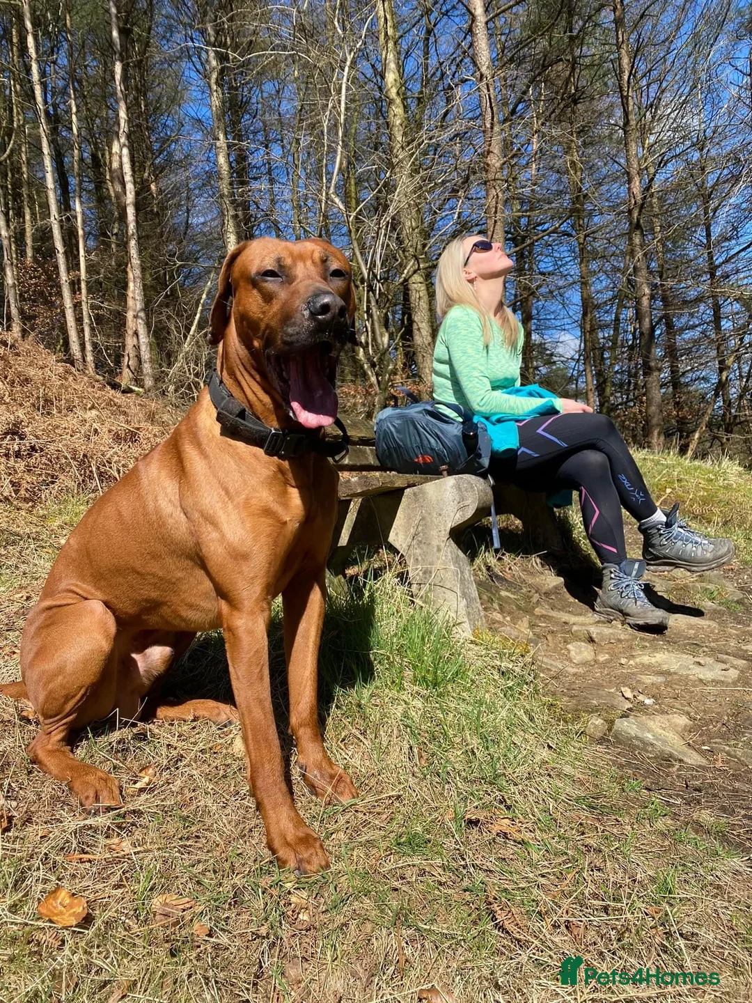 Rhodesian Ridgeback dogs for stud: Proven KC Reg Fully Health Tested RR for Stud in Bolton - Advert 8