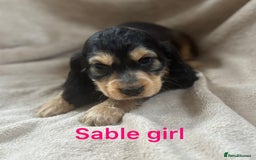 Cocker Spaniel dogs for sale: Show type cocker spaniel  - Image 4