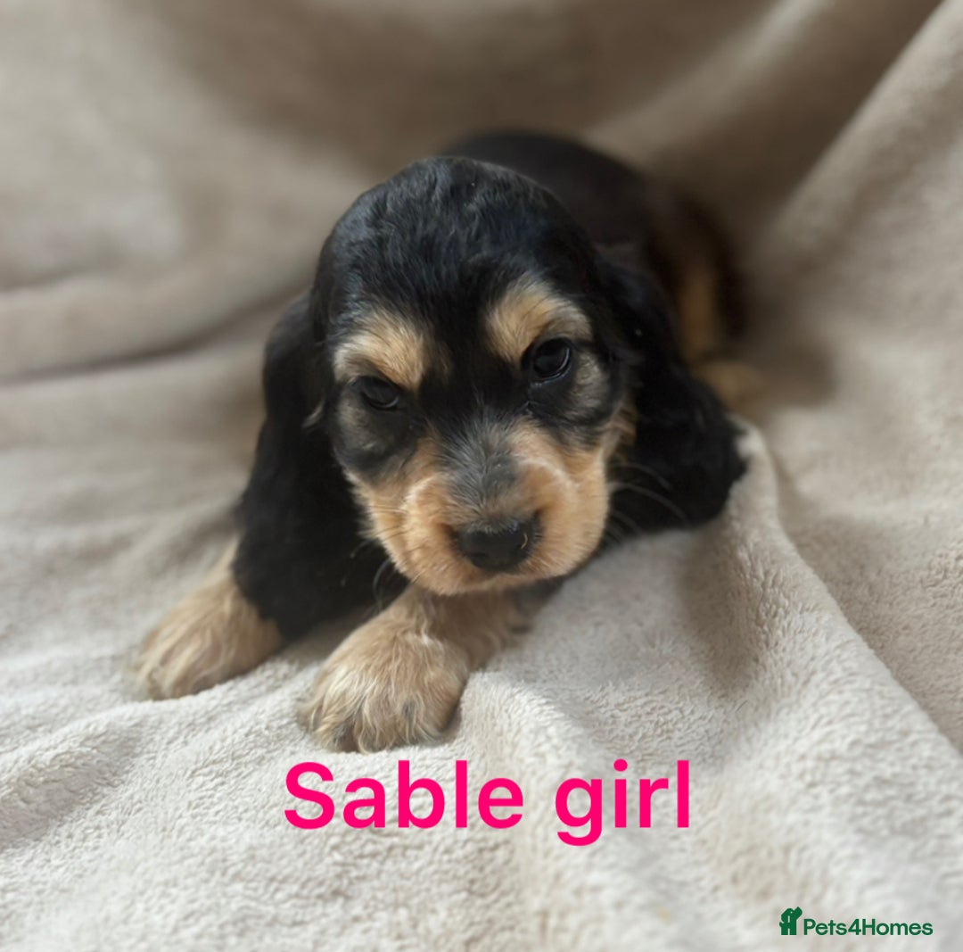 Cocker Spaniel dogs for sale: Show type cocker spaniel  - Image 4