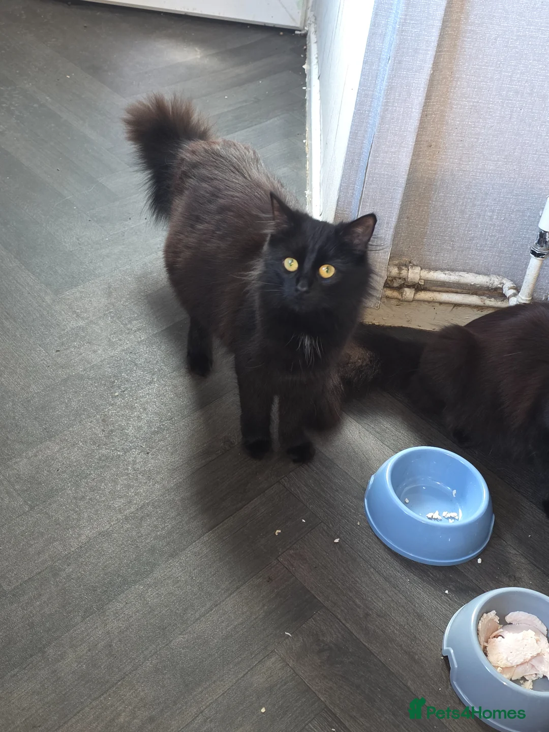 British Longhair cats for sale: Black and white kitten in Stockport - Advert 13