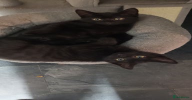 British Shorthair cats - Advert 3